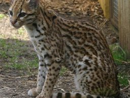 ocelot_20211211_1570262446